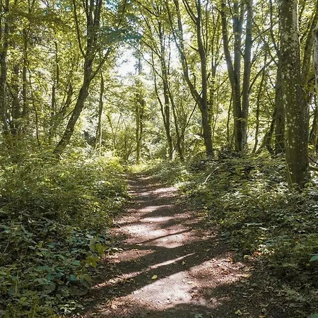 Hirsch * Waldstetten (Ostalbkreis)